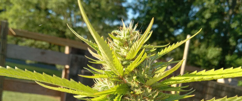 Home grown Gorilla Glue Cannabis strain