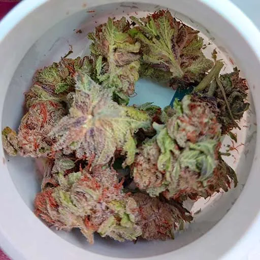 Amherst Sour Diesel at Tree Donkey
