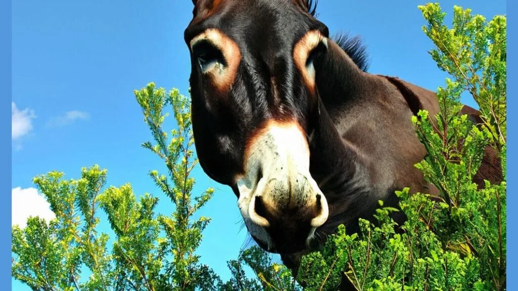 Tree Donkey Cannabis Reviews
