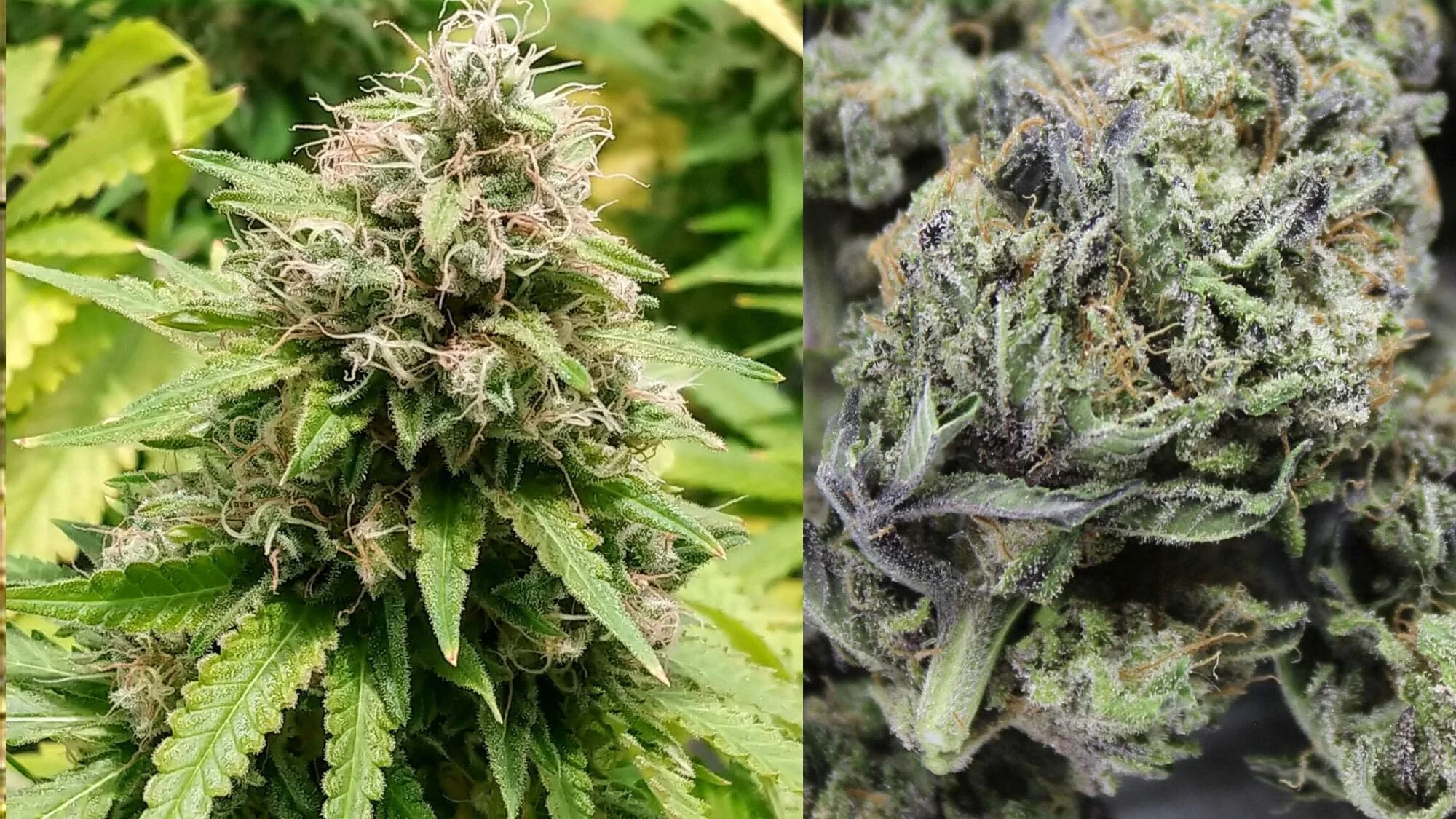 Pineapple Express Tree Donkey